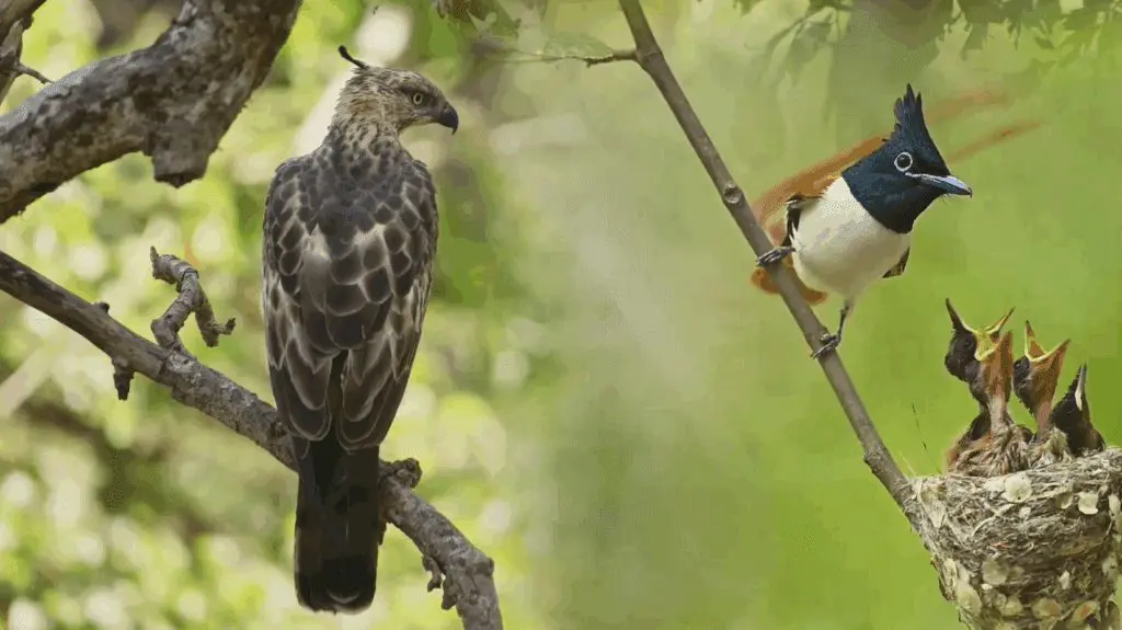 Sonic Sunset Capture