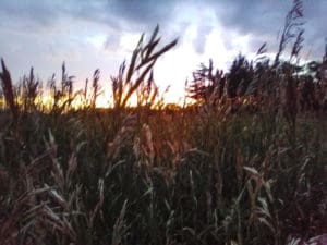Wheat field with a stormy sunset