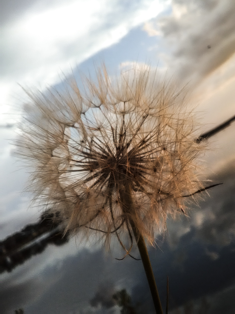 Dandelion against a cloudy sky