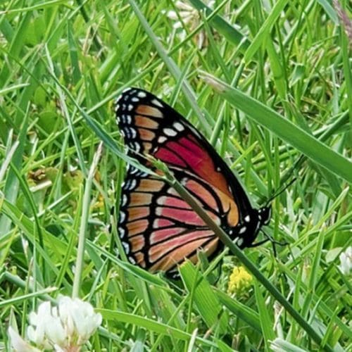 Monarch butterfly close up in grass