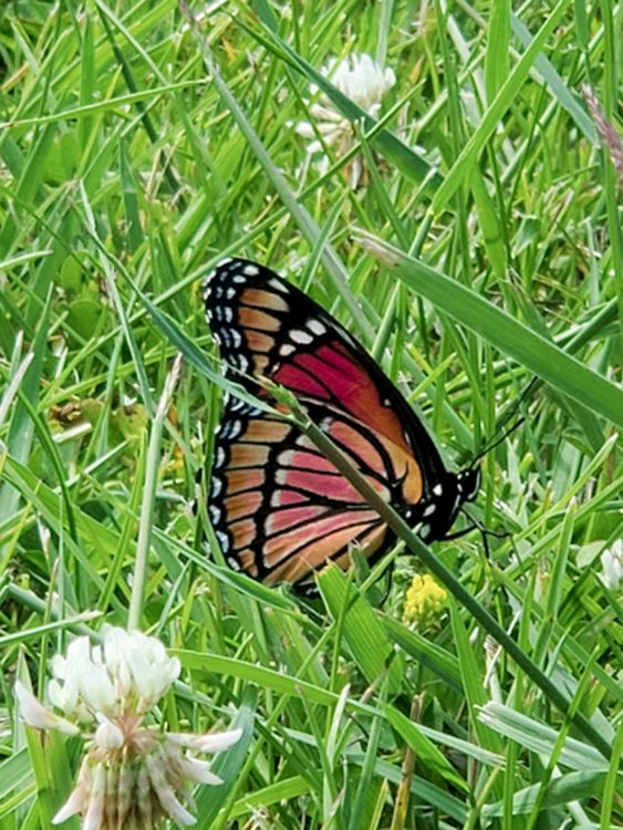Monarch butterfly close up in grass