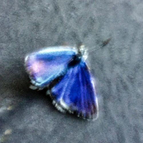 Opal butterfly